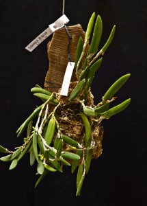 Dendrobium rigidum