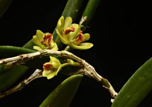 Dendrobium rigidum