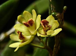 Dendrobium rigidum