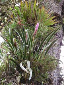 Arpophyllum giganteum