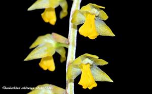 Coelogyne cobbiana