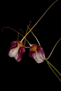 Masdevallia schroederiana