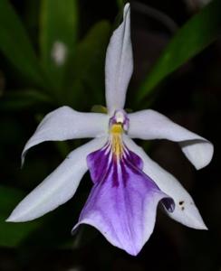 Miltonia spectabilis