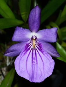 Miltonia moreliana