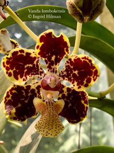 Vanda lombokensis