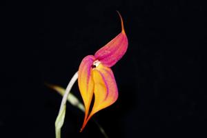 Masdevallia veitchiana