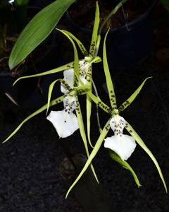 Brassia arachnoidea