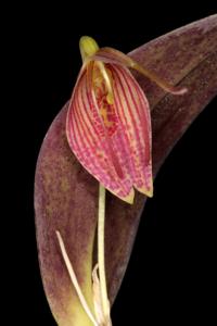 Restrepia aristulifera