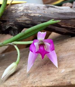 Leptotes pohlitinocoi