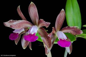 Cattleya tigrina