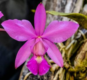 Cattleya walkeriana