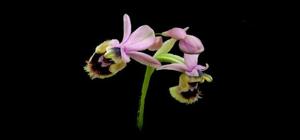 Ophrys tenthredinifera