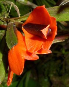 Dendrobium vexillarius