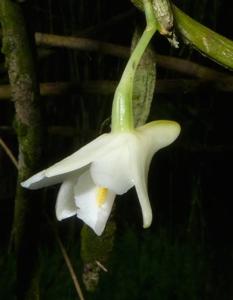Dendrobium prianganense