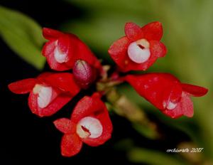 Dendrobium lawesii