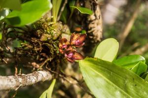 Bifrenaria atropurpurea