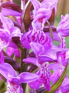 Dactylorhiza majalis