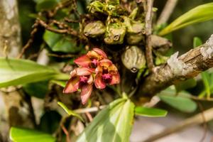 Bifrenaria atropurpurea