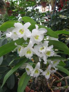 Dendrobium nobile