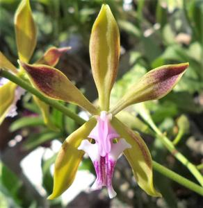 Encyclia plicata