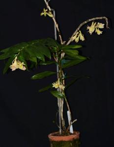 Dendrobium lampongense