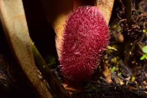 Echinosepala lappiformis
