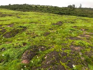 Habenaria suaveolens