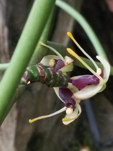 Luisia antennifera