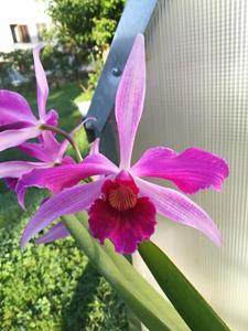 Cattleya purpurata