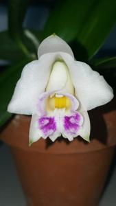 Cattleya alaorii