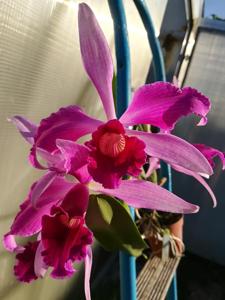 Cattleya purpurata