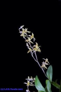 Epidendrum avicula
