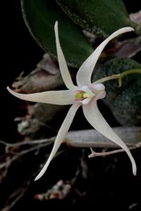 Dendrobium aemulum