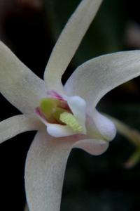 Dendrobium aemulum