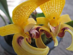 Bulbophyllum dearei