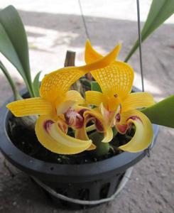 Bulbophyllum dearei