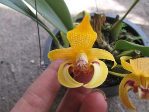 Bulbophyllum dearei