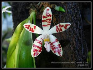 Phalaenopsis sumatrana