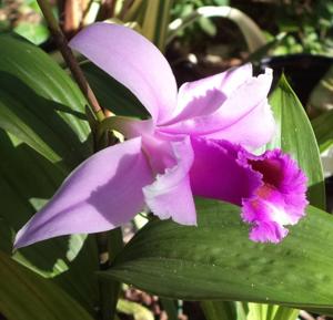 Sobralia decora