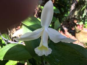 Sobralia gentryi