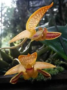 Bulbophyllum dearei