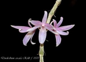 Dendrobium ceraula