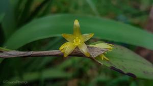 Octomeria crassifolia