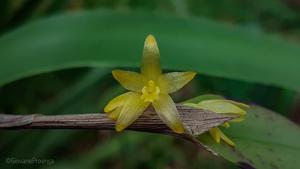 Octomeria crassifolia