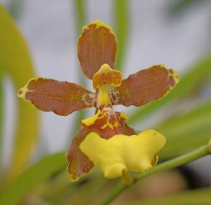 Oncidium oliganthum