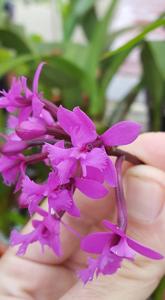 Epidendrum jamiesonis