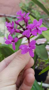 Epidendrum jamiesonis