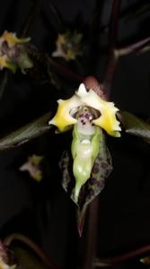 Catasetum gnomus