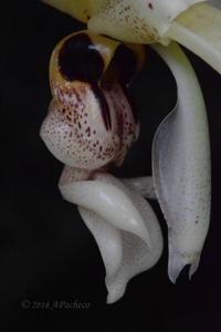 Stanhopea confusa