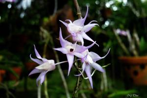 Dendrobium bifurcatum